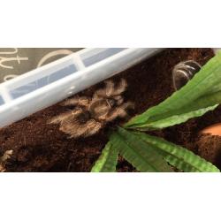 Tarantula collection