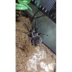 Tarantula collection