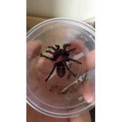 Tarantula collection