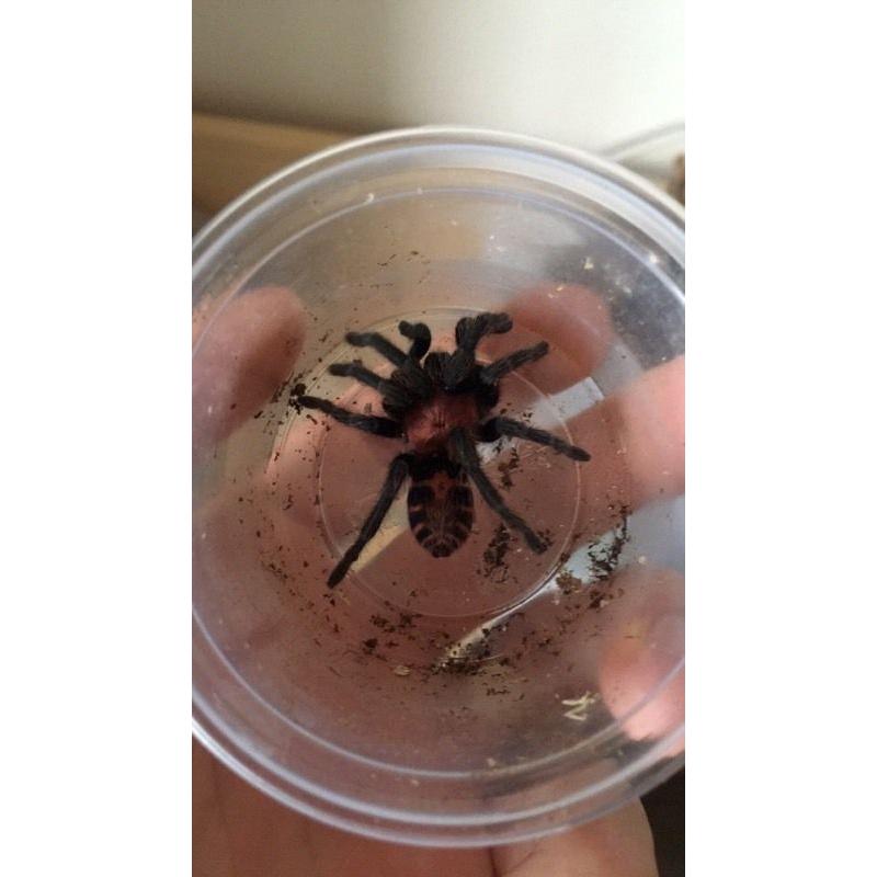 Tarantula collection