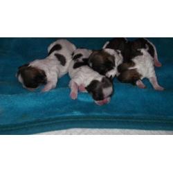 full breed shih tzu pups 4 girls .mum and dad can be seen all pups well marked