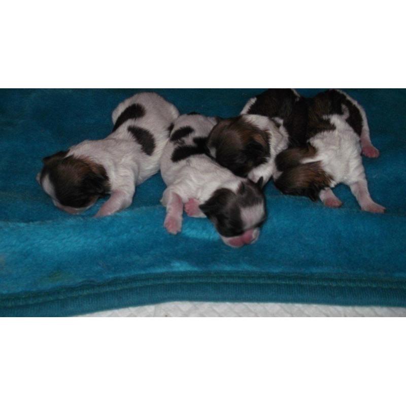 full breed shih tzu pups 4 girls .mum and dad can be seen all pups well marked