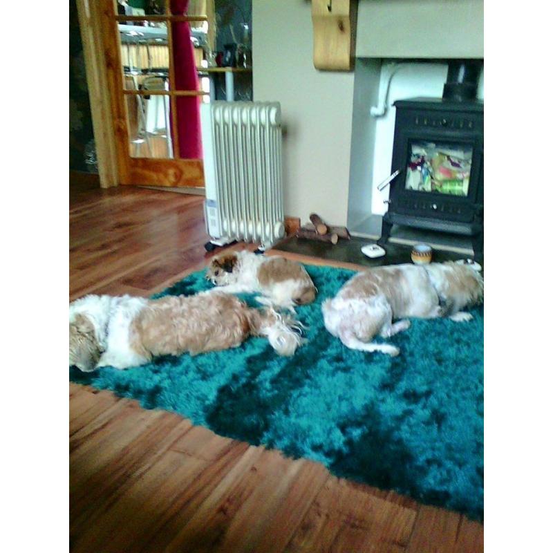full breed shih tzu pups 4 girls .mum and dad can be seen all pups well marked