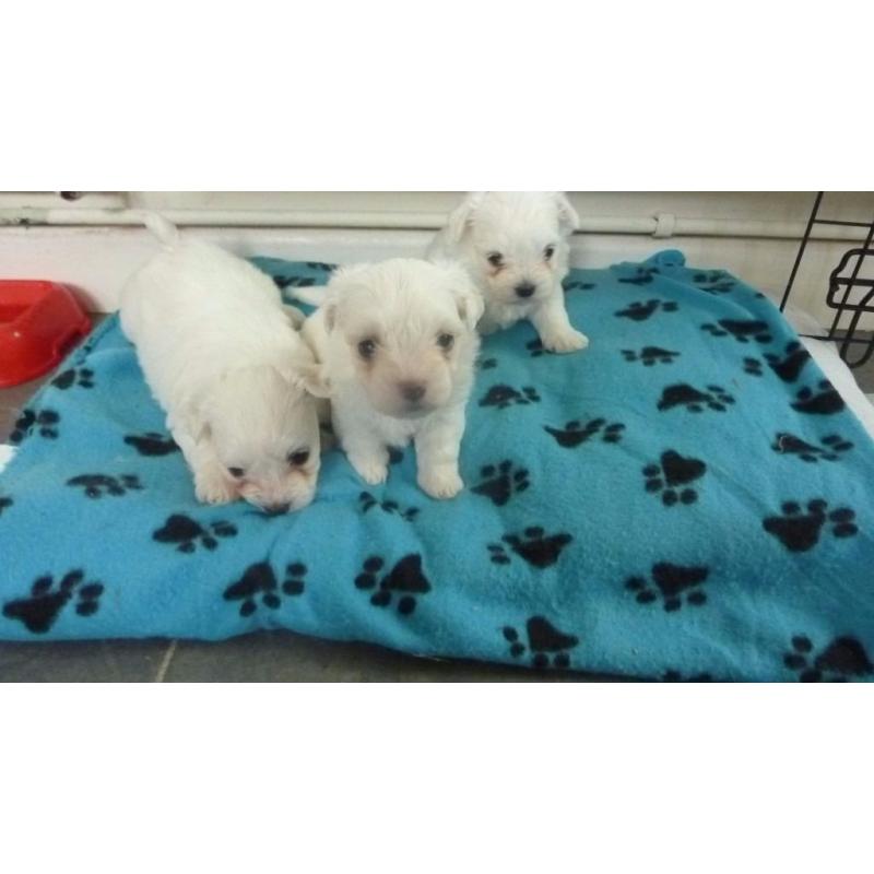Maltese puppies for sale