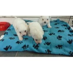 Maltese puppies for sale