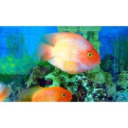 King Kong Parrot and 4 Blood Parrot fish (job lot)