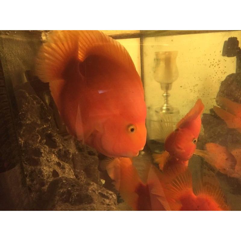 King Kong Parrot and 4 Blood Parrot fish (job lot)