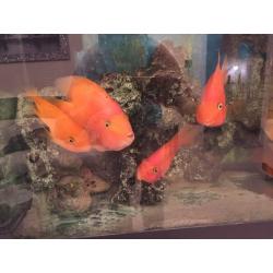 King Kong Parrot and 4 Blood Parrot fish (job lot)