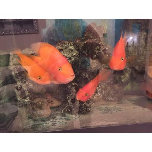 King Kong Parrot and 4 Blood Parrot fish (job lot)