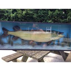 Taxidermy 30Lb Plus Stuffed Pike