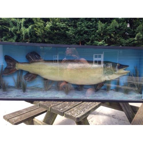 Taxidermy 30Lb Plus Stuffed Pike