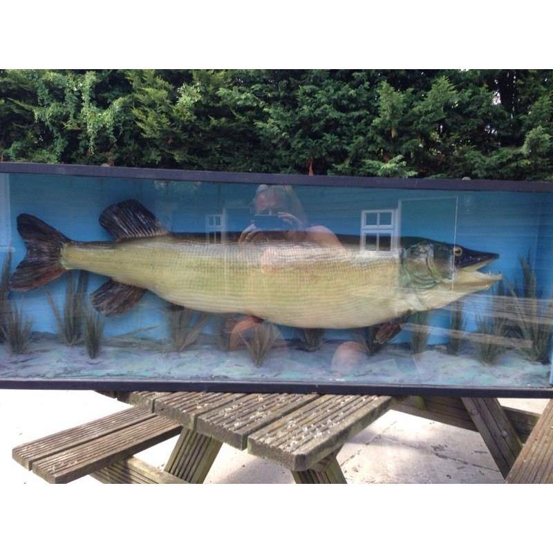 Taxidermy 30Lb Plus Stuffed Pike