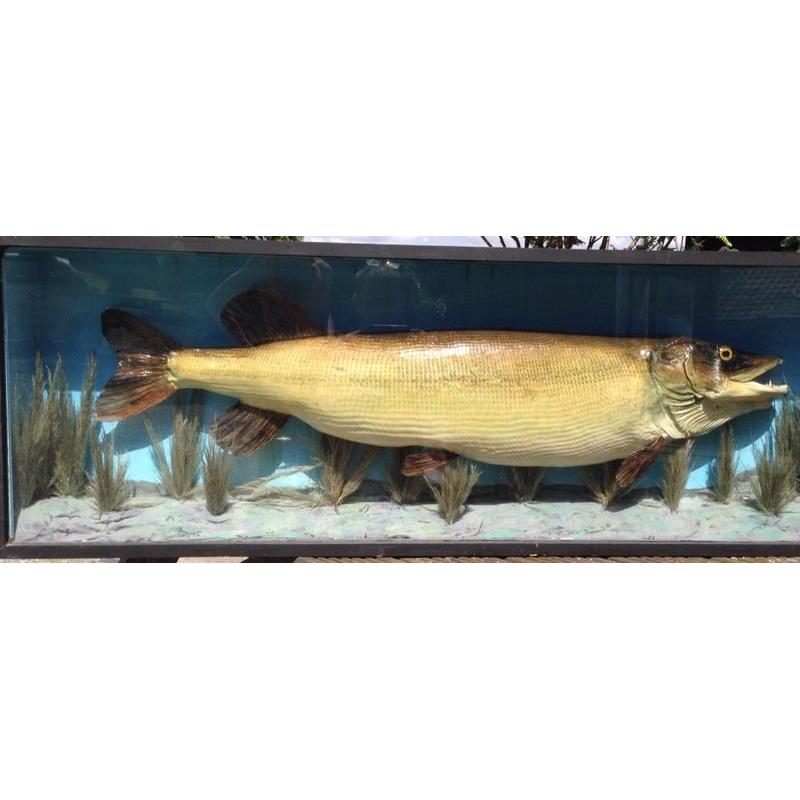 Taxidermy 30Lb Plus Stuffed Pike