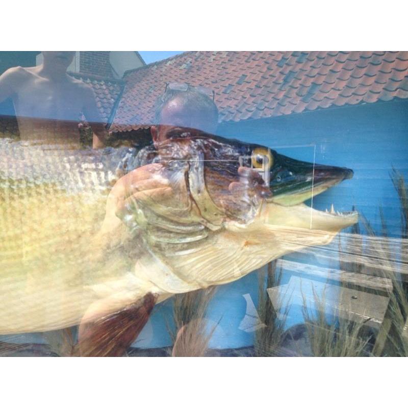 Taxidermy 30Lb Plus Stuffed Pike