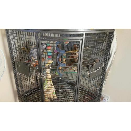 African Gray parrot