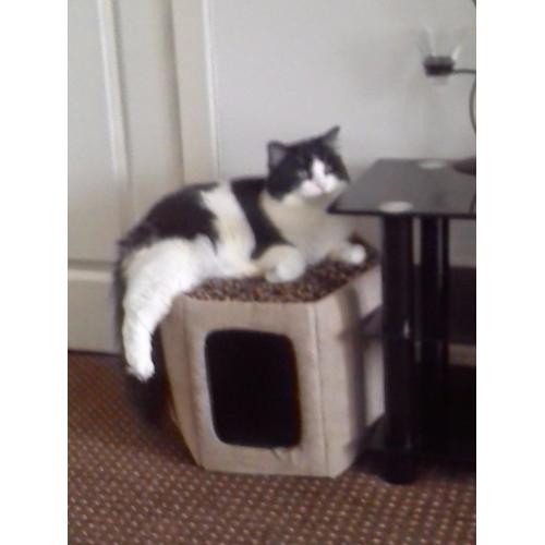 4 year old male cat