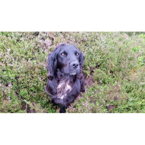 Sprocker Puppies
