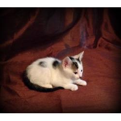 beautiful white and tabby kitten for sale