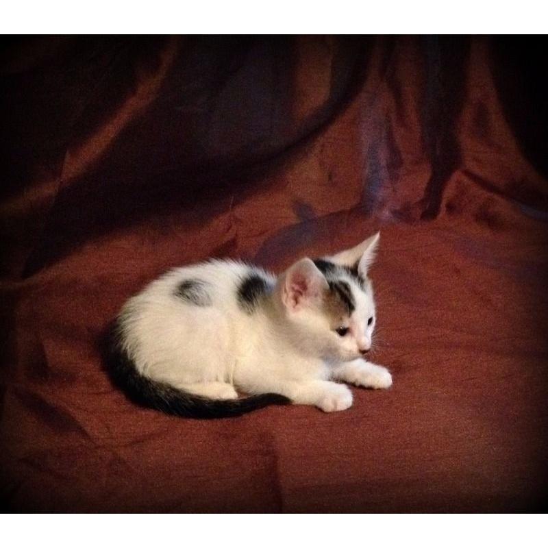 beautiful white and tabby kitten for sale