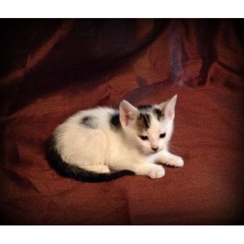 beautiful white and tabby kitten for sale