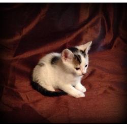 beautiful white and tabby kitten for sale