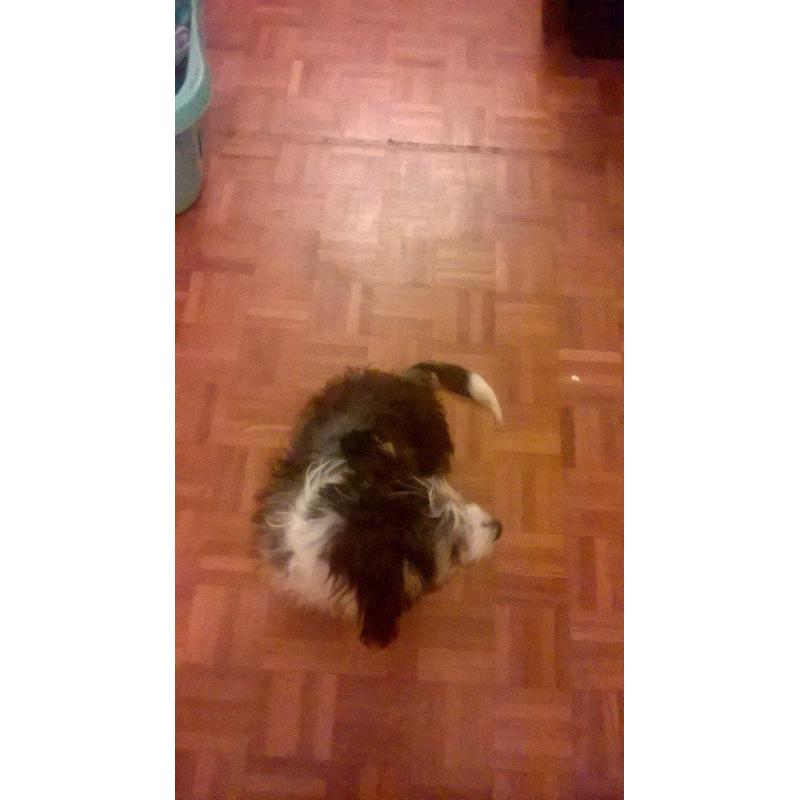 border coli slash something