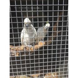 Pair of sulphar crested cockatoos for sale