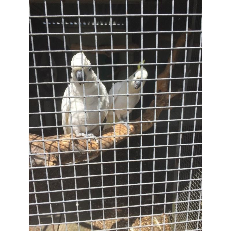 Pair of sulphar crested cockatoos for sale