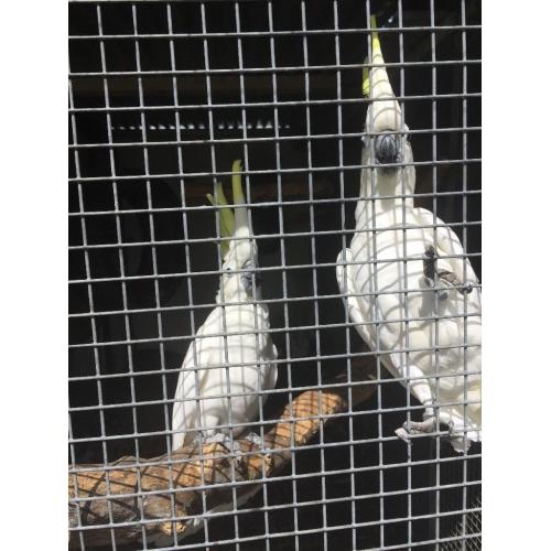 Pair of sulphar crested cockatoos for sale