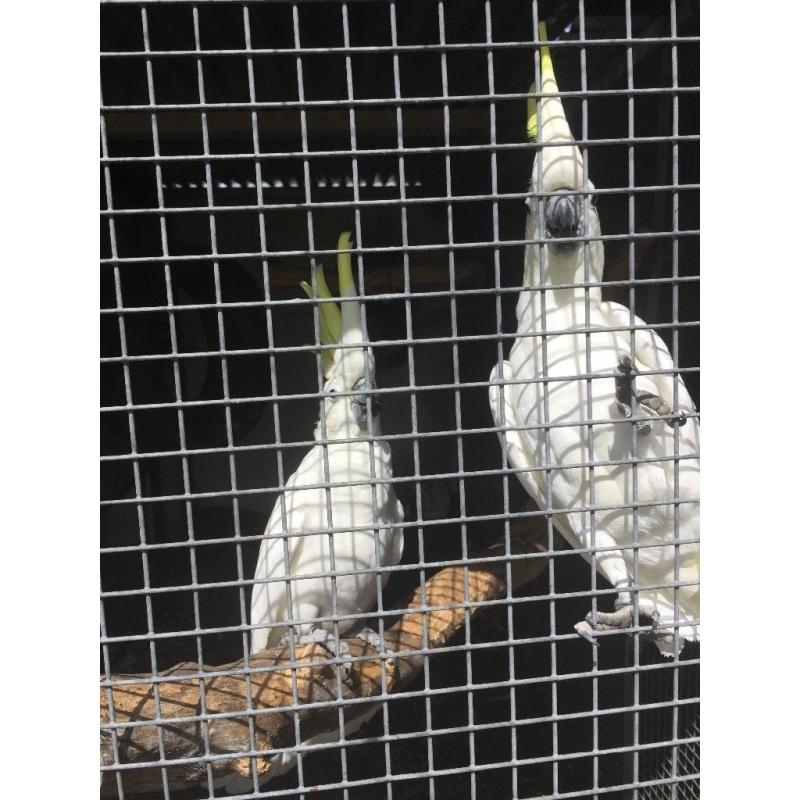 Pair of sulphar crested cockatoos for sale