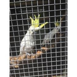 Pair of sulphar crested cockatoos for sale