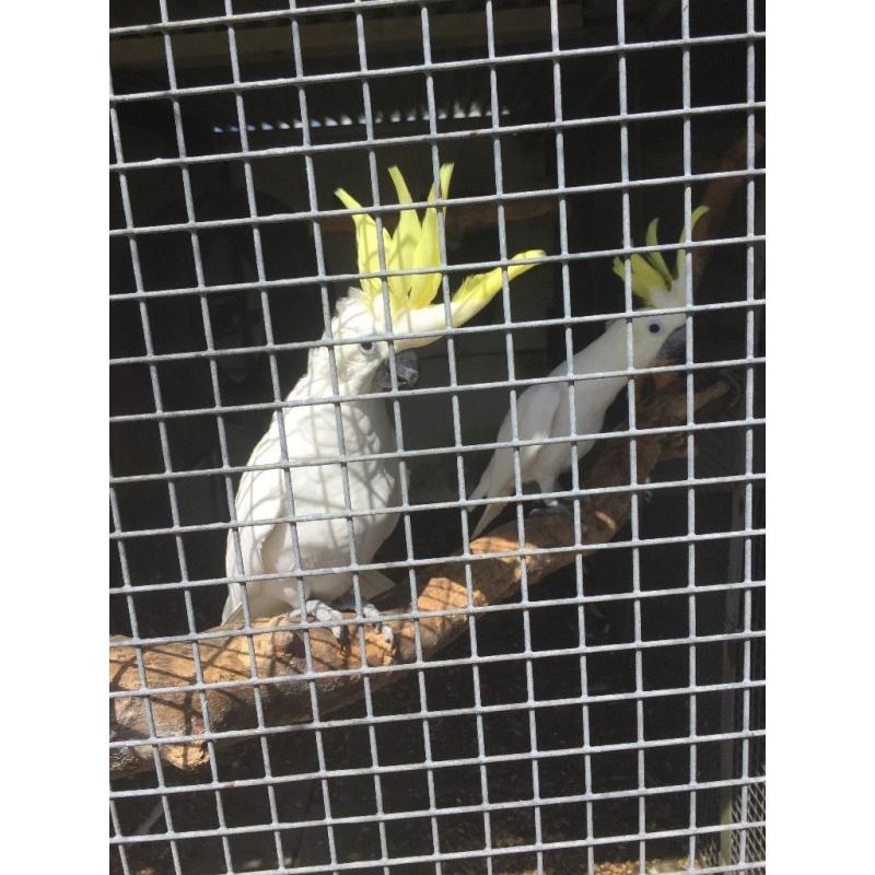 Pair of sulphar crested cockatoos for sale
