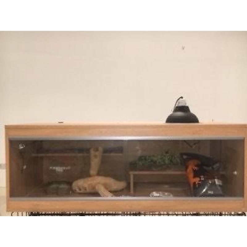 Large Reptile Vivarium