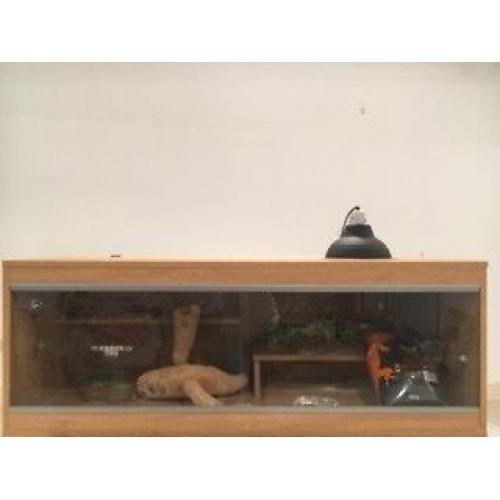 Large Reptile Vivarium