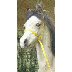 Section A Colt Dun Blue Eyes