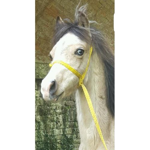 Section A Colt Dun Blue Eyes