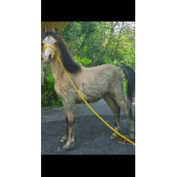 Section A Colt Dun Blue Eyes