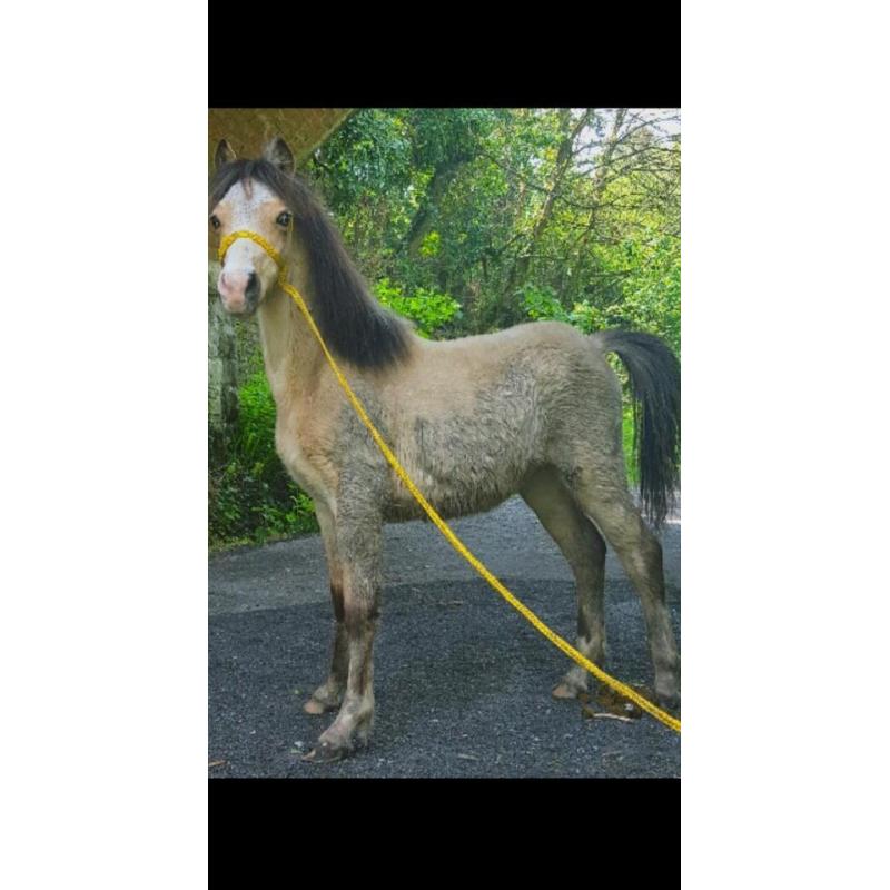 Section A Colt Dun Blue Eyes