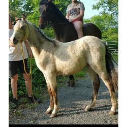 Section A Colt Dun Blue Eyes