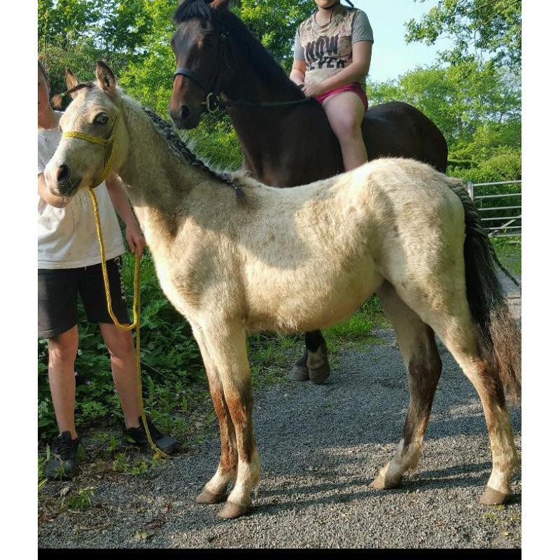 Section A Colt Dun Blue Eyes