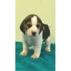 KC Registered beagle pups for sale