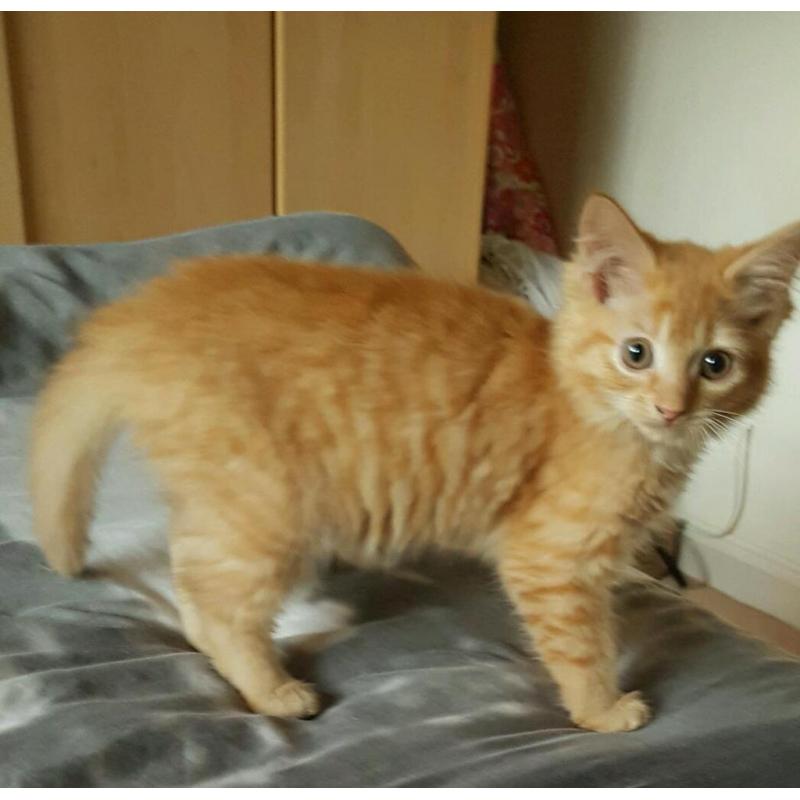 Rare red tabby female kitten