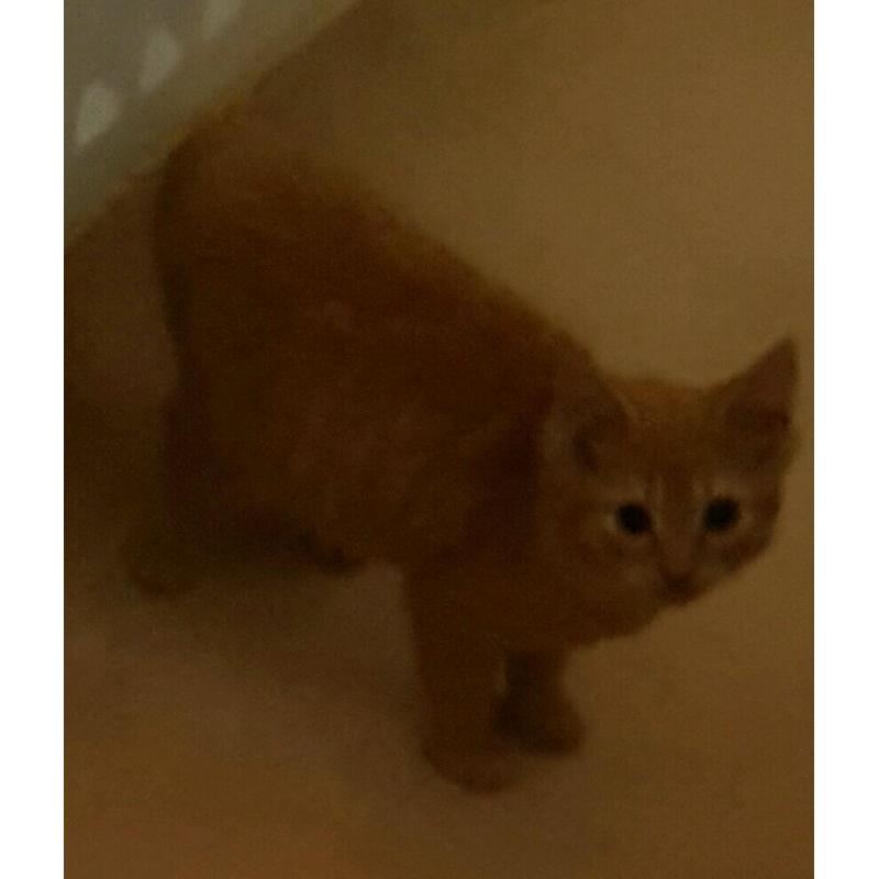 Rare red tabby female kitten