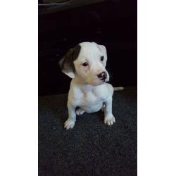 American bulldog puppies