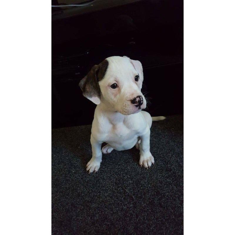 American bulldog puppies