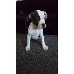 American bulldog puppies