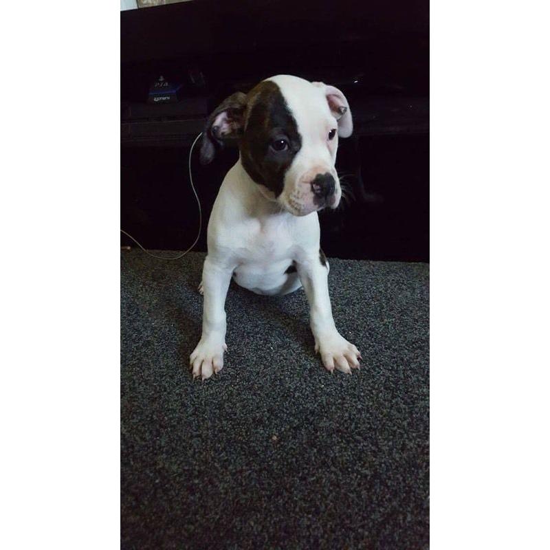 American bulldog puppies