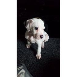 American bulldog puppies