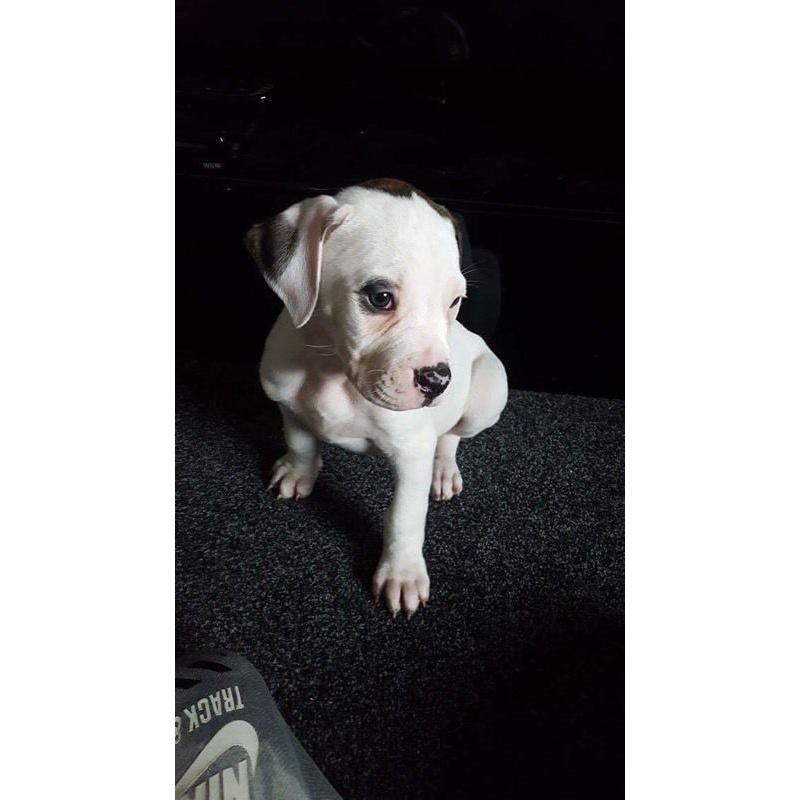 American bulldog puppies