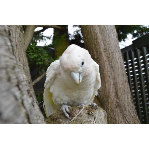 Duecorps Cockatoo